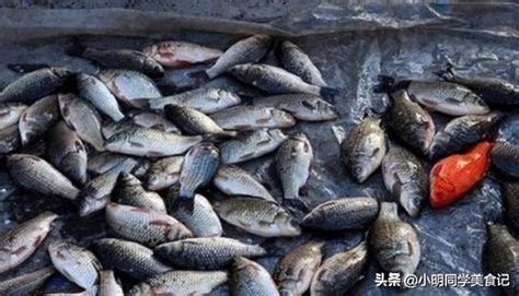 魚死掉怎麼處理|【魚死了怎麼辦】魚兒説掰掰！魚死了怎麼辦？從遺體處理到後續。